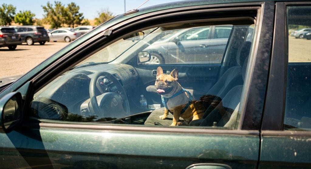 Dog panting inside a parked car on a hot day illustrating the danger of heatstroke when dogs are left in vehicles.
