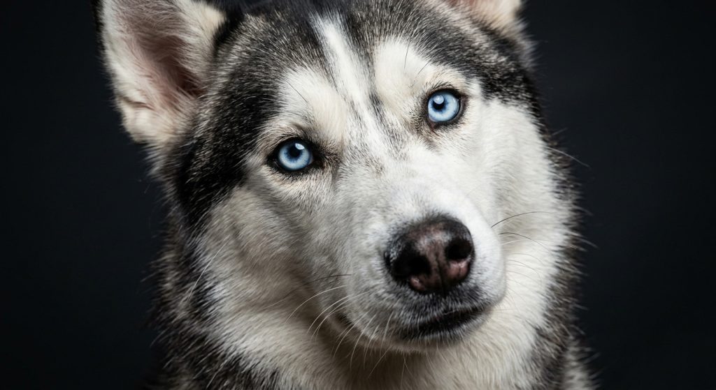 Siberian husky with bright blue eyes tilting its head in a curious and attentive expression