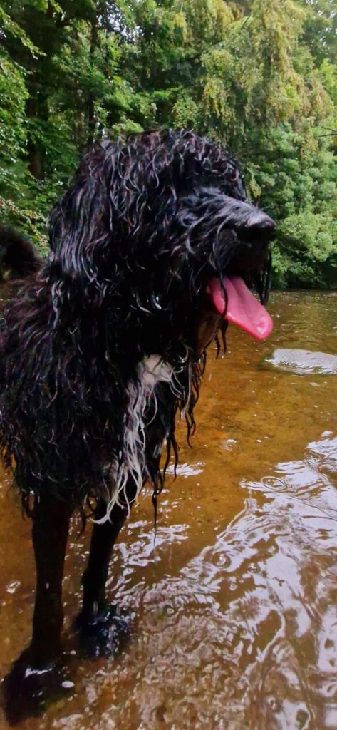 Wet dog standing in shallow river water after swimming, with soaked fur dripping and tongue out in a wooded outdoor setting.