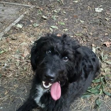 Profile photo of Toby