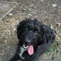 Toby